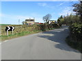 Hole Lane approaching Staggered Crossroads