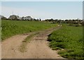 Bridleway at Great Cornard