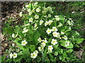 Wild Primrose flowers, Winsor Lane