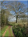 Green lane near the Tale