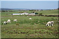 Lambs near Weasel Farm