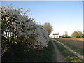 Blackthorn on the track to South Cadeby