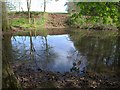 Pond near Rydon House