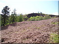 Bracken-clad slopes in April