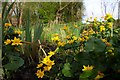 Marsh Marigolds by the Cherwell