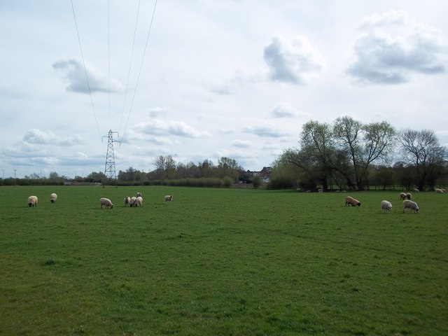 Field of sheep near Powick