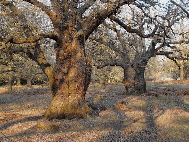 ancient oak trees uk