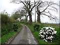 Flowers in the lane