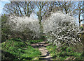 Hawthorns in Blossom