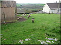 Sheep and lambs in Adpar