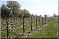 Orchard near Clayton Farm