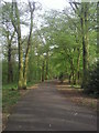 Ancient woodland in Forster Memorial Park