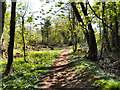 Kingston Pool Covert (South) Local Nature Reserve