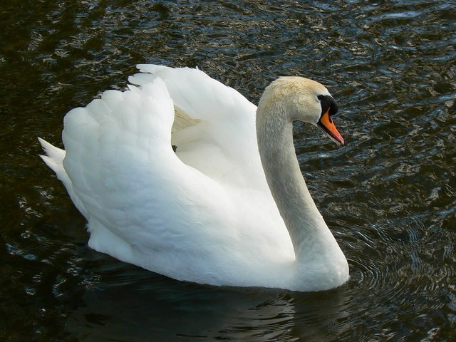 Mute swan cob, River Nadder, Salisbury © Brian Robert Marshall cc-by-sa ...