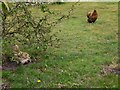 Chickens in the garden at Westerlands Lodge