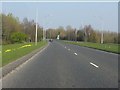 March daffodils by the A574