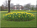 Daffodils in Whitaker Park, Haslingden Road, Rawtenstall, Rossendale BB4 6RE