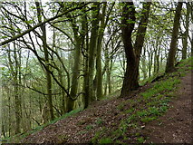 SK2163 : Wooded hillside by the Limestone Way by Andrew Hill