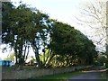 Box Hedge, Marchmont Estate