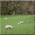 Sheep grazing north-west of Rhandirmwyn, Carmarthenshire