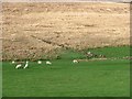 NM4350 : Sheep, Glen Bellart by Richard Webb