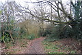 Footpath, Barnet Gate Wood