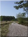 Hurn Forest, forestry track