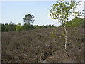 Avon Heath, heathland