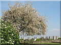 Spring blossom at Lesnes