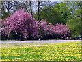 Spring flowers on the playing field