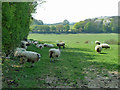 TQ6365 : Sheep in the shade by Robin Webster