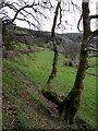 Hill pasture near Rhandirmwyn, Carmarthenshire