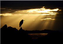 J5082 : Heron silhouette, Bangor by Rossographer