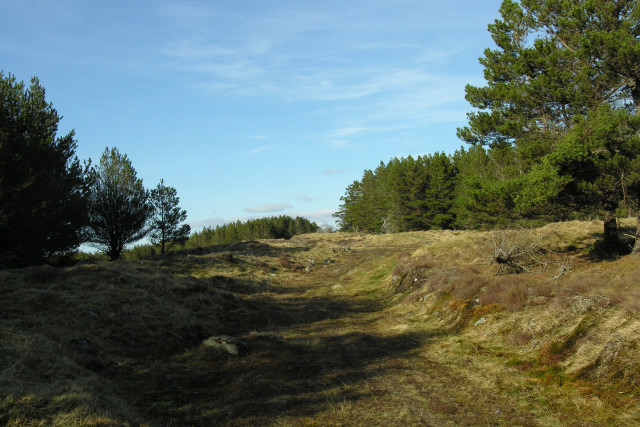 Forest track on Pollie Hill