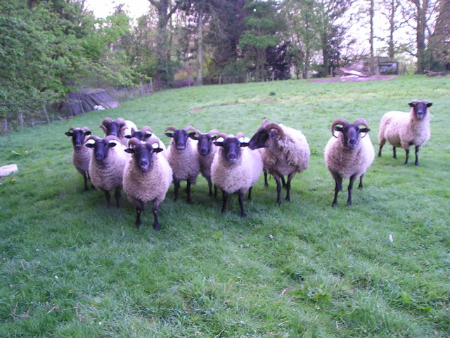 Norfolk sheep