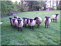 Norfolk sheep