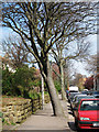 Trees along with London Road