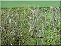 Yellowhammer in hedgerow near Barnsfold farmhouse