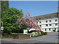 Blossom outside Exeter Nuffield Hospital