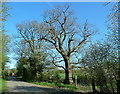 Sturdy oak near Breach House Farm