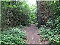 Footpath into the wood east of Oak Avenue, CR0