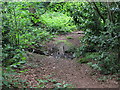 Footpath crossing The Beck in the wood east of Oak Avenue, CR0