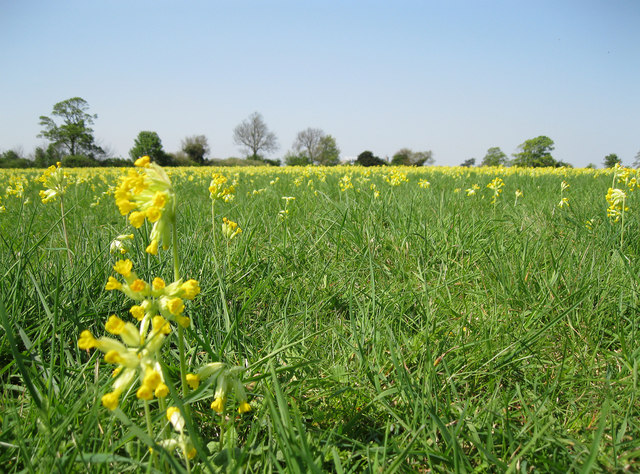 Cowslip carpet