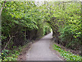 Path To Birchwood Forest Park