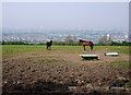 Horses near Belfast