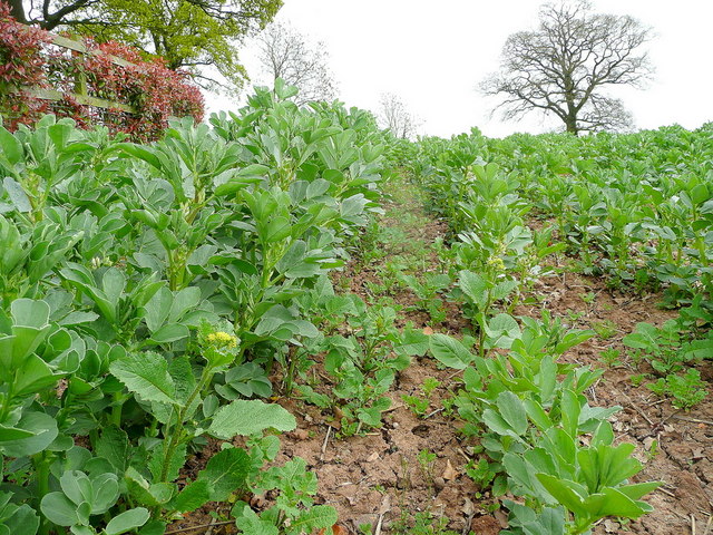 Detail Of The Field Bean Crop © Jonathan Billinger Geograph Britain