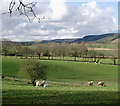 Farmland south of Rhandirmwyn, Carmarthenshire