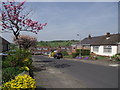 Spring Blossom and Flowers