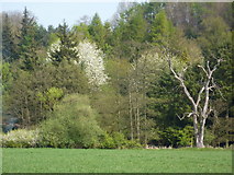 SK1648 : Hinchley Wood in Spring by Peter Barr