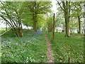 Deer fence by the Sussex Border Path